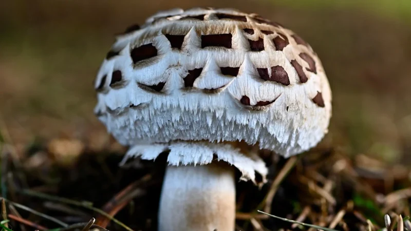 Białe grzyby chińskie Szmaciak Gałęzisty 100g