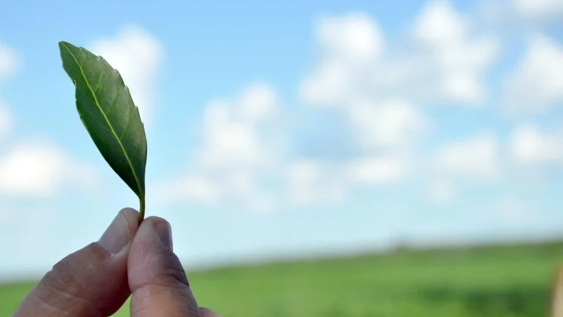 Las Marias Yerba Mate Taragui Energia 500g