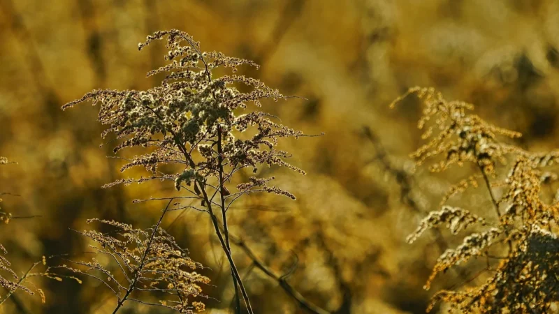 Miod nawłociowy – naturalne dobrodziejstwo dla zdrowia