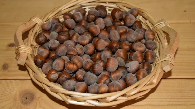 Orzechy laskowe Bio 150g