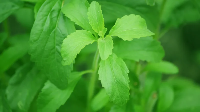Sugarel Stevia słodzik 200 tabletek